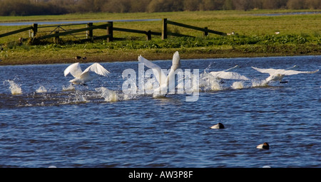 Mute swan Cygnus olor Taking off from lagoon welney norfolk Stock Photo
