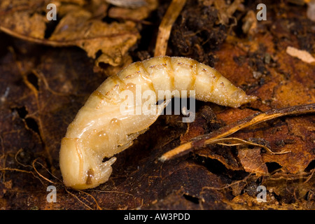 Darkling beetle (Tenebrio molitor) pupa in leaf mould ...