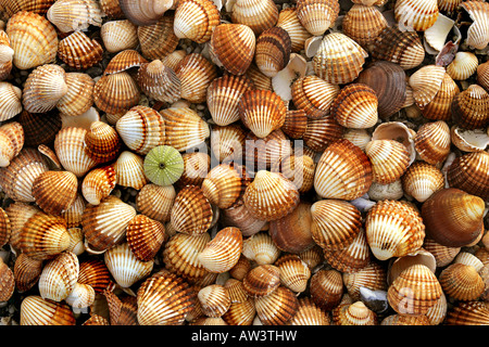 Seashells collected from the Mediterrannean in Spain. Stock Photo