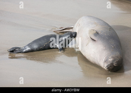 A mother and calf Northern Elephant Seal suckling on a california beach Stock Photo