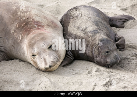 A mother and calf Northern Elephant Seal on a california beach Stock Photo