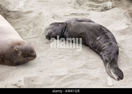 A mother and calf Northern Elephant Seal on a california beach Stock Photo