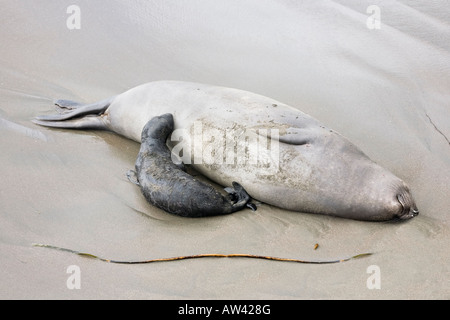 A mother and calf Northern Elephant Seal suckling on a california beach Stock Photo