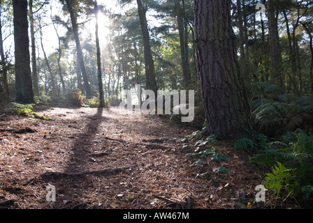 Path through Alderley Edge Cheshire surrounded by autumn leaves and dappled with early morning sunlight 2007 Stock Photo