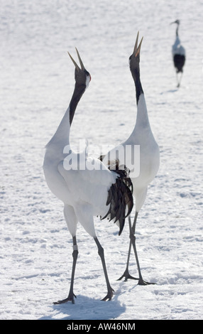 Endangered Red Crowned Crane Dancing In Snow Tsurui Japan Stock Photo 