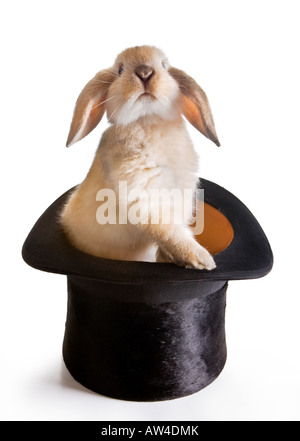 Young lop rabbit in a magician's hat Stock Photo