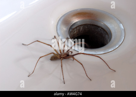 Common House Spider trapped in bath