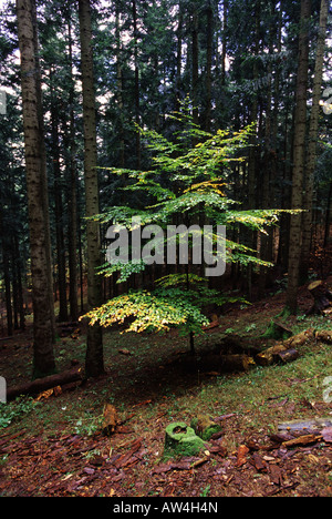 Casentinese forest landscape in Italy Stock Photo