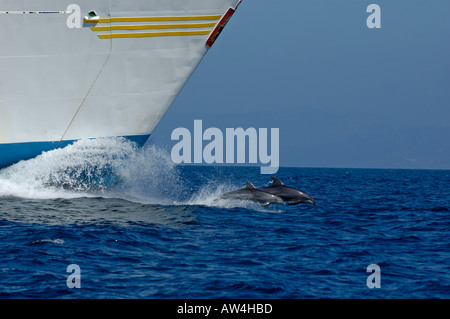 Two bottlenose dolphins (tursiops truncatus) swimming in front of a ship, Tarifa, Andalusia, Spain. Stock Photo