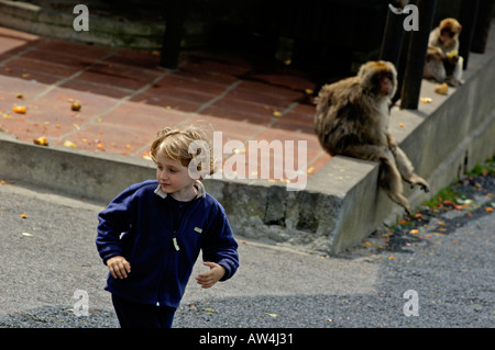 Gibraltar Upper Rock A Blond Girl Passing By Two Rock Apes Monkeys Stock Photo