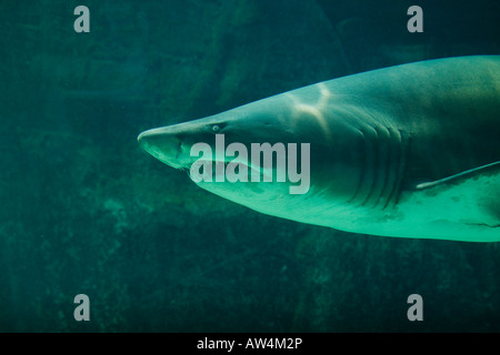 South Africa Cape Town Ragged Tooth Shark Odontaspis ferox swimming in Two Oceans Aquarium Stock Photo