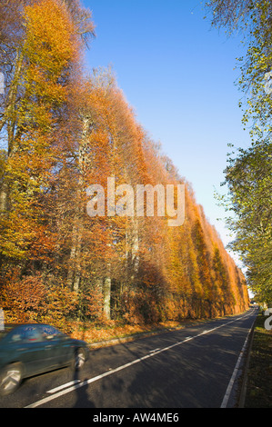 The Meikleour Hedge, near Blairgowrie, Perth and Kinross, Scotland. Stock Photo