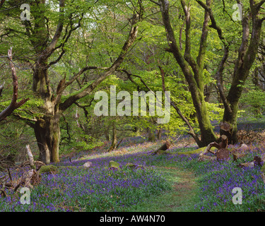 Castramont, Dumfries And Galloway, Gb, United Kingdom, Scotland, N 54 