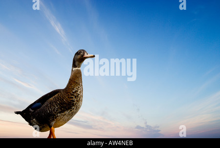 A duck standing in front of warm evening  sky Stock Photo