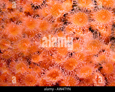 Monterey Bay, California, USA Underwater strawberry anomone Corynactis Californica Stock Photo