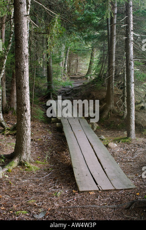 Path through an Evergreen forest Beech Mountain Trail Acadia National Park Maine USA Stock Photo