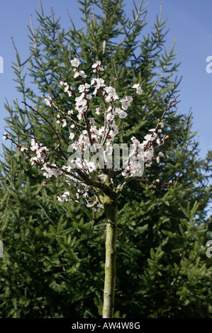 Rosacées La variété 'Précoce de Saumur' est une variété à floraison précoce, qui le rend sensible dans les régions froides (il Stock Photo