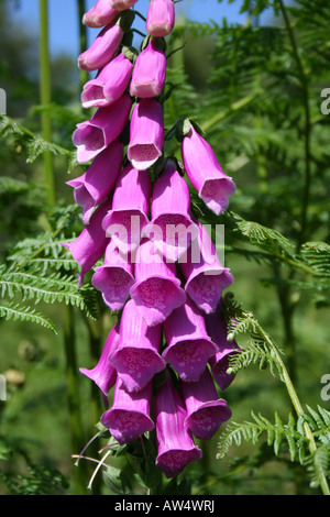 Purple Bell flowers (Foxglove, Digitalis Purpurea) of South Downs in England