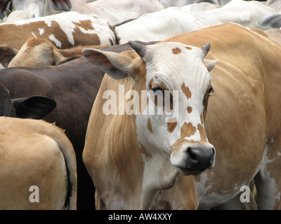 Cow looking at camera Guarico state Venezuela Stock Photo