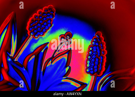 Blue light in glass magic magical imaginary imagery flowers leaf backdrop horizontal red artistic blue purple crimson creative Stock Photo