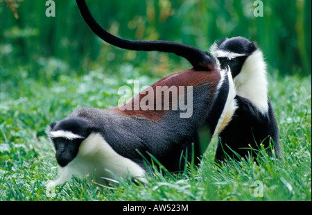Dianameerkatze Diana Meerkatze Cercopithecus diana cercopitheque de diane Diana Monkey searching for insects in the grass Affen Stock Photo