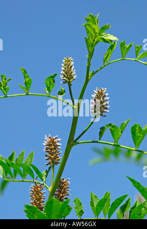 Liquorice, Licorice (Glycyrrhiza glabra), flowering Stock Photo