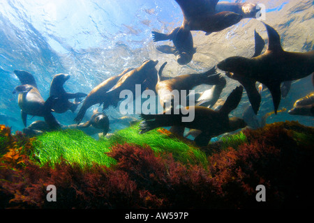 Seals swimming underwater near Santa Barbara Island Channel Islands National Park California Stock Photo