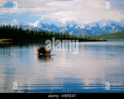 Moose in Wonder Lake Alaska Range Denali National Park Stock Photo