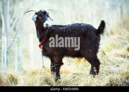 a black goat chained up in the long dry grass Stock Photo