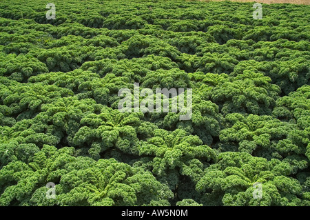 Green Kale leaves growing in field Stock Photo