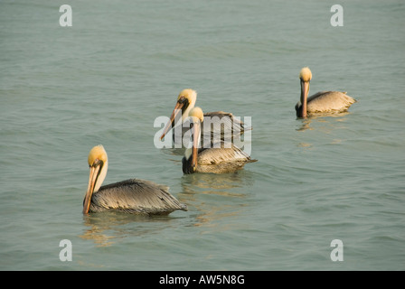 Pelican Birds Pelecanus Occidentalis Birds Swimming in Sea Celestun Yucatan Gulf of Mexico 2007 NR Stock Photo