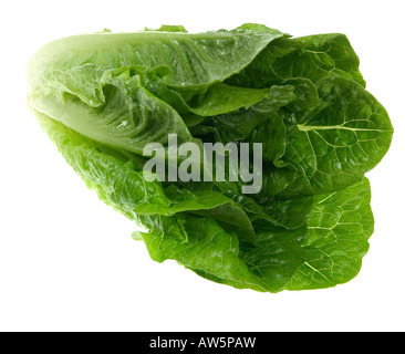 Romaine salad wholehead on white background Stock Photo