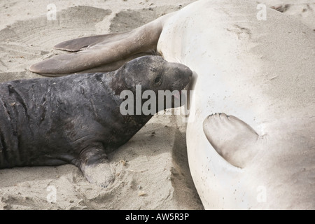 A mother with calf Northern Elephant Seal suckling on a california beach Stock Photo