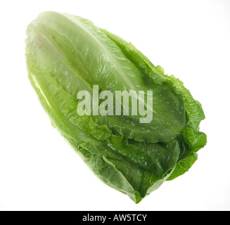 Romaine salad wholehead on white background Stock Photo