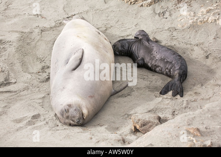 A mother and calf Northern Elephant Seal on a california beach Stock Photo