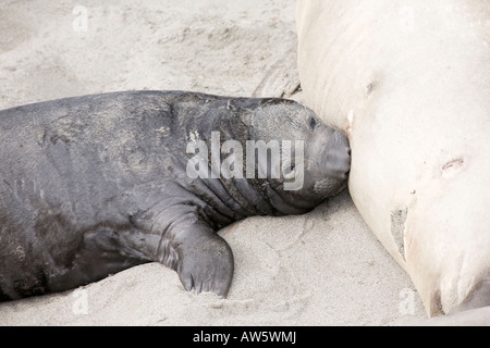 A young Northern Elephant Seal pup suckling on a california beach Stock Photo