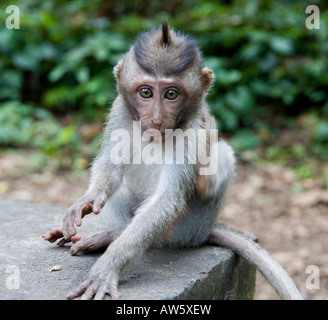 A Baby Long Tailed Macaques Macaca Fascicularis Monkey In The Monkey Forest Ubud Bali Indonesia Stock Photo