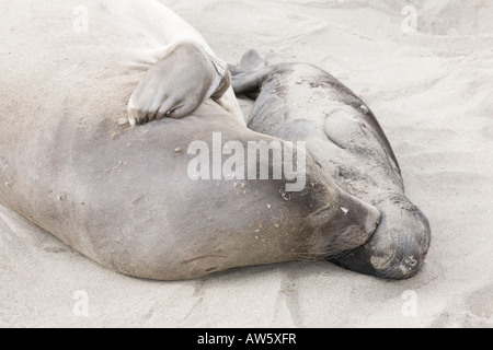 A mother and calf Northern Elephant Seal bonding on a california beach Stock Photo