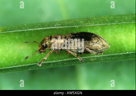 Common leaf weevil Phyllobius pyri adult weevil on a leaf Stock Photo