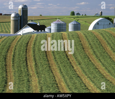 SCENIC VIEW OF SWATHED ALFALFA ON DAIRY FARM IN LANCASTER COUNTY ...