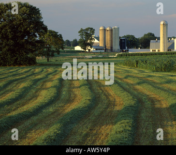 SWATHED ALFALFA PENNSYLVANIA Stock Photo - Alamy
