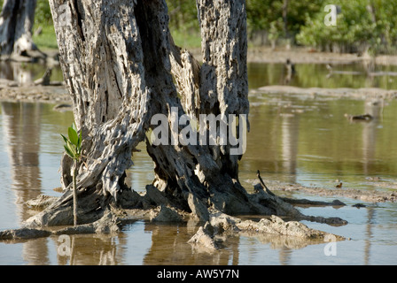 New Life Beside Dead Tree Stump Stood in Salt Water That Killed it After Hurricane Tampeten Petrified Forest, Celestun, Mexico Stock Photo