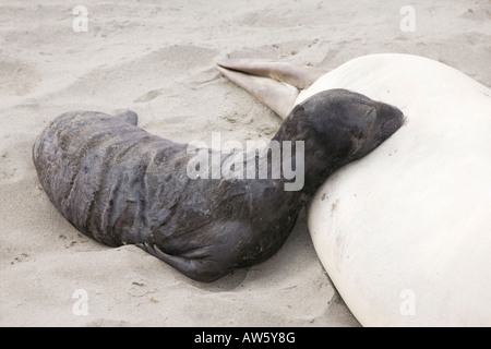 A young Northern Elephant Seal pup suckling on a california beach Stock Photo