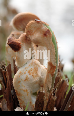 New bracken shoots appearing in Spring Stock Photo