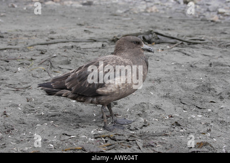 Brown Skua Antarctica Stock Photo