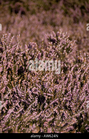 purple lilac coloured heather in wales