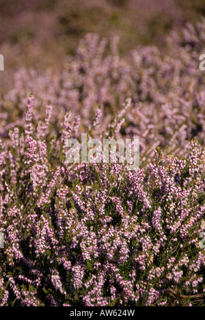 purple lilac coloured heather in wales