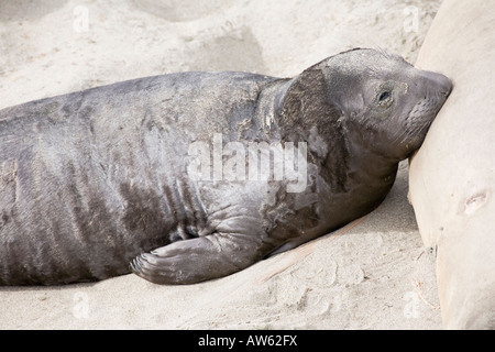 A young Northern Elephant Seal pup suckling on a california beach Stock Photo