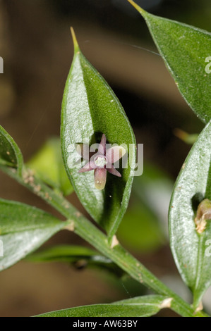 Butcher's broom, ruscus aculeatus Stock Photo