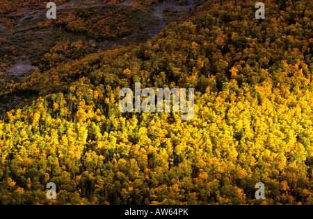 Forest in Fall, Gros Morne National Park, Newfoundland, Canada Stock Photo